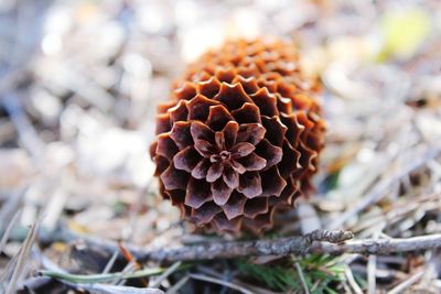 Close-up of pine cone