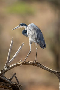 Grey heron