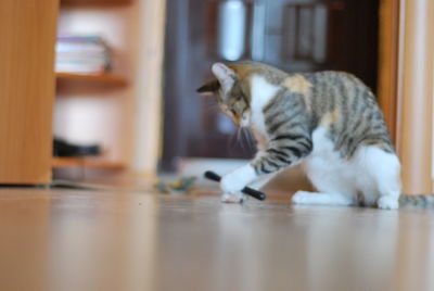 Cat on table at home