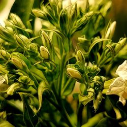 Close-up of flowering plant
