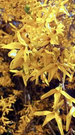 Close-up of yellow flowering plant on field