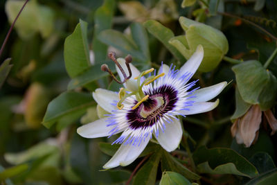 Close-up of purple flower