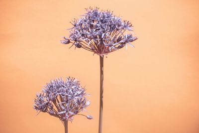 Close-up of wilted flower