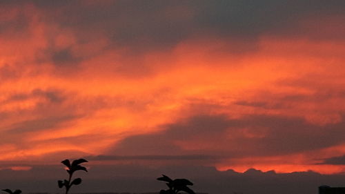 Silhouette birds against sky during sunset