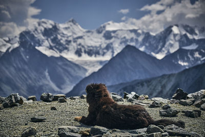 View of a horse on mountain against the sky