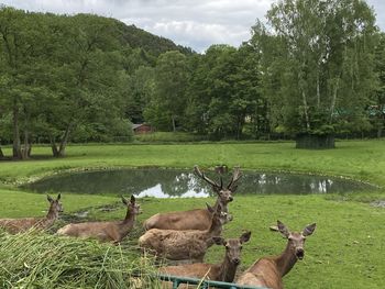 Scenic view of lake by trees