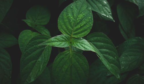 Full frame shot of leaves