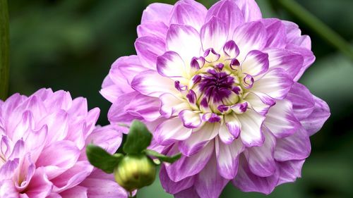 Close-up of pink dahlia flowers