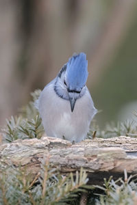 Close-up of bird perching on wood