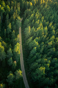 High angle view of pine trees in forest