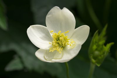 Close-up of white flowering plant