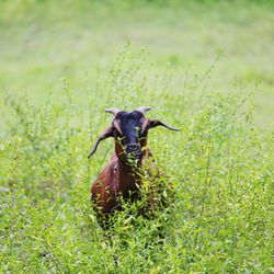 View of a goat on field