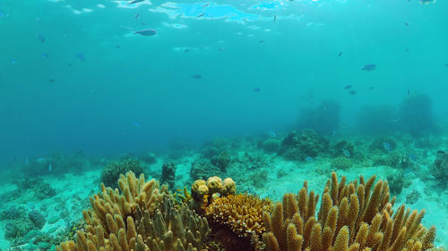 Coral reef underwater with fishes and marine life. coral reef and tropical fish. panglao