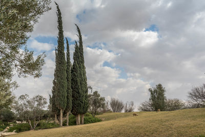 Trees on field against sky