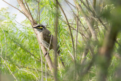 Bird perching on tree