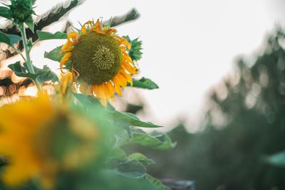 Close-up of sunflower on plant