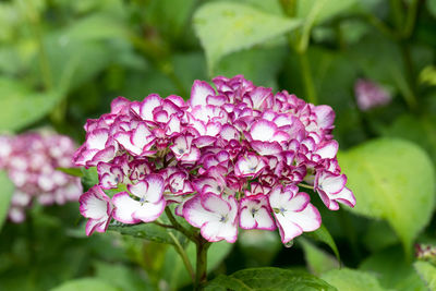 Close-up of pink flowering plant