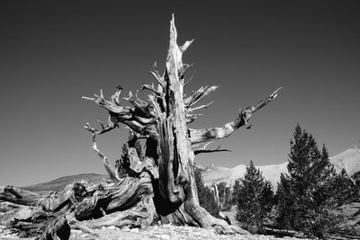 Trees against sky