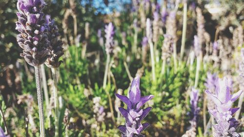 Close-up of purple flowers blooming outdoors