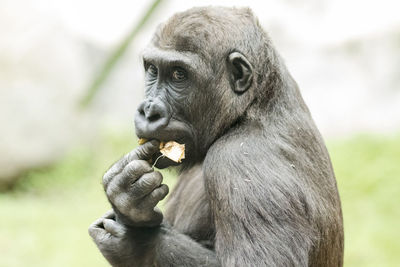 Close-up of young man eating in zoo