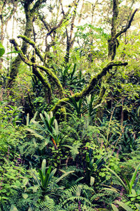 Plants and trees in forest