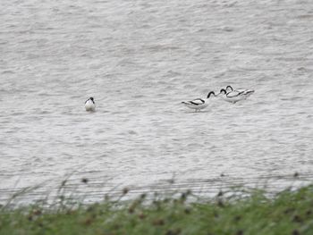 Birds in water