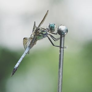 Close-up of dragonfly on plant