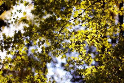 Low angle view of tree