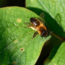 Close-up of insect on leaf
