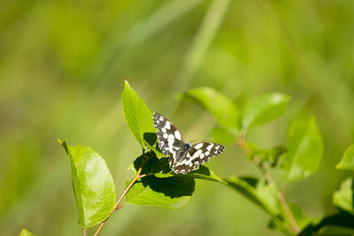 Close-up of insect on plant