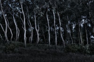 Trees in forest