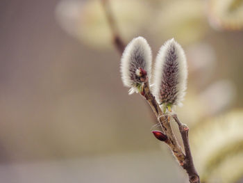 Close-up of plant