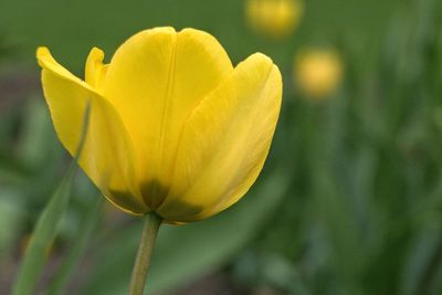 Close-up of yellow rose flower