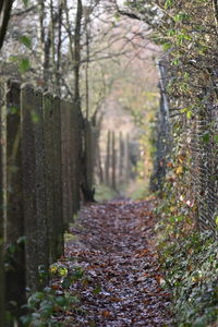 Street amidst trees during autumn