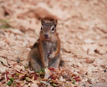 Portrait of squirrel on leaves