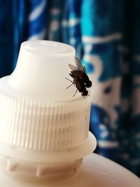 Close-up of butterfly on table