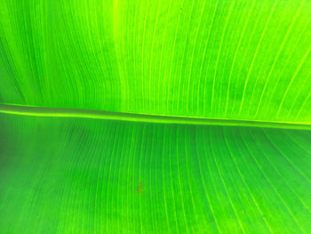 Full frame shot of green leaf