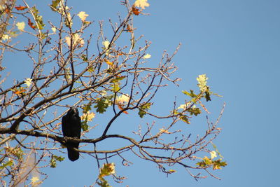 Low angle view of bird perching on tree against clear blue sky