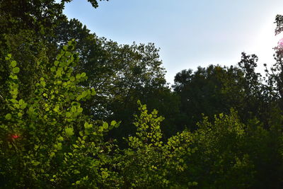 Low angle view of trees against sky on sunny day