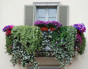 Potted plants against window of building