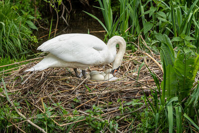 White swan in nest
