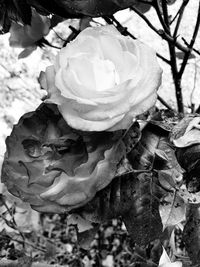 Close-up of rose plant