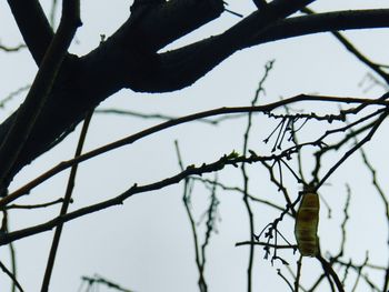 Close-up of barbed wire