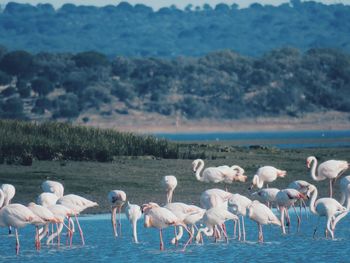 Flock of birds in lake