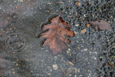 High angle view of crab on wet sand