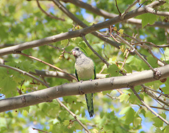 Low angle view of birds perching on branch