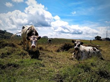 Cows in a field