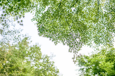 Low angle view of trees against sky
