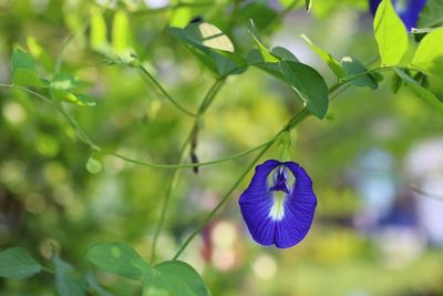 plant