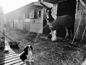 Dog standing on field